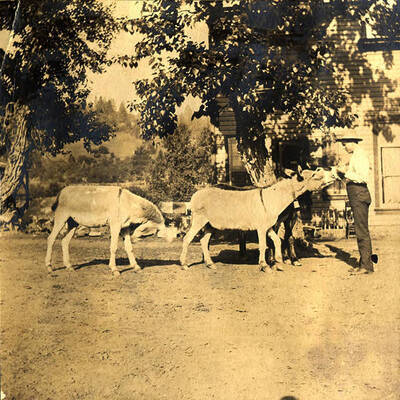 Lillburn "Tude" Stonebraker and the family pet burros stand outside the Stonebraker home in Stites, Idaho.