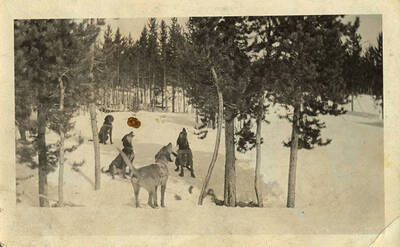 Three dogs look up a tree and bark. Near a cabin at Big Creek.