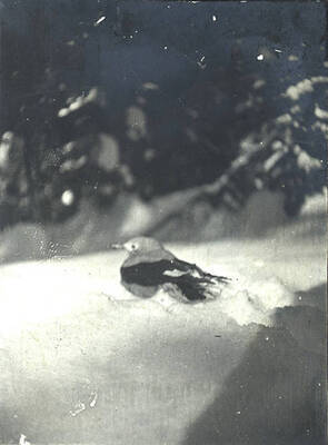 A Clark's nutcracker stands in the snow at the Juno Group of Claims property.