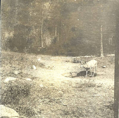 A deer walks through a meadow near a wooded area.