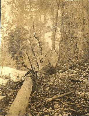 A coyote is caught in a trap at the Juno Group (Stonebraker property).