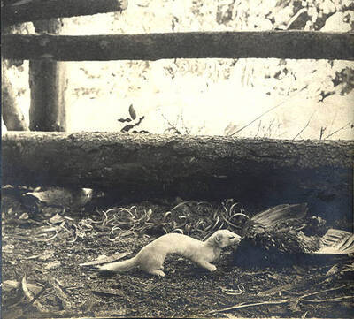 Ermine the pet weasel and dead bird at the Juno Group (Stonebraker property).