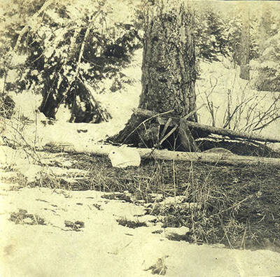 Snowshoe hare near tree at Juno Group (Stonebraker property).