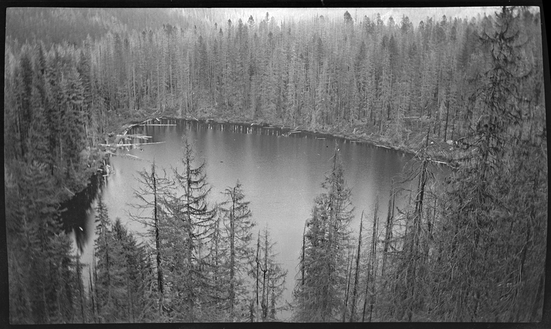 Photo of a lake surrounded by trees, with some tree limbs floating in the water. Photo is taken from a high vantage point and most of the lake is visible.