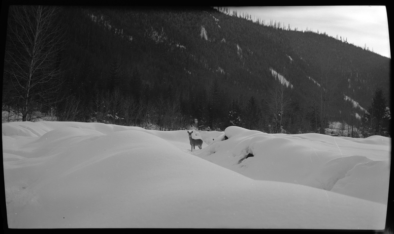 Photo of a single deer standing amongst tall piles of mostly undisturbed snow. The deer is looking directly at the photographer. There is a tree covered mountain in the background.