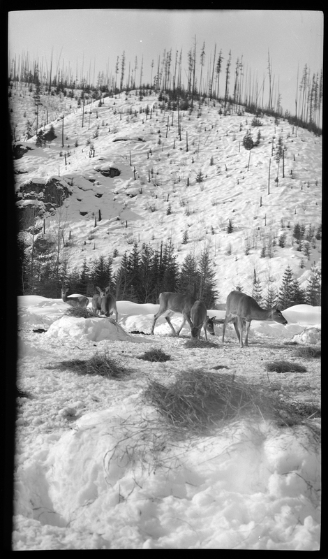 Photo of several deer scavenging hay that is laid out on top of snow.