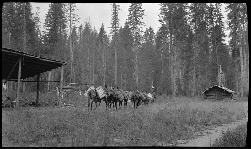Photo of a line of donkeys being led by a man on horseback towards a log cabin in the woods. The donkeys all have packs strapped across their backs.