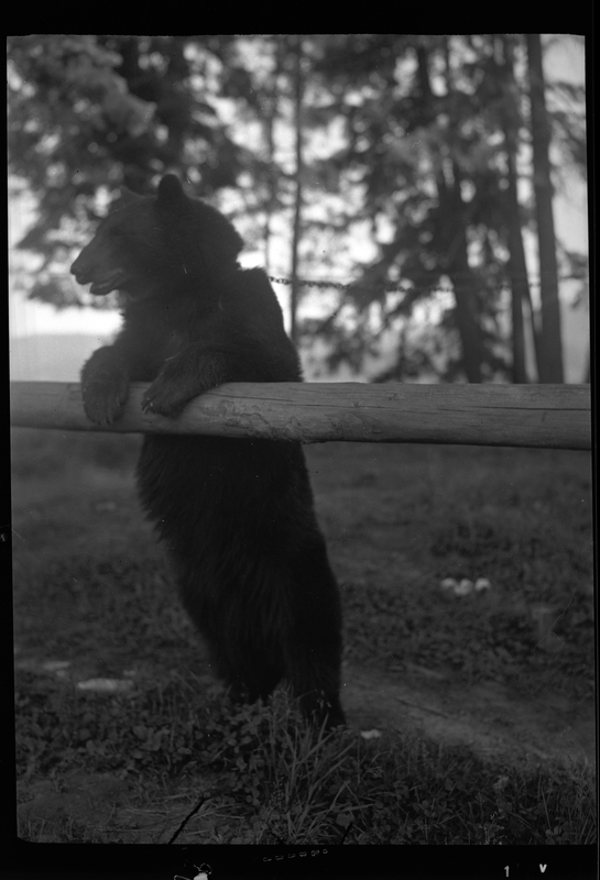 Photo of a bear standing up on its hind legs and leaning forward against a log. There is a collar around its neck that is connected to a chain.