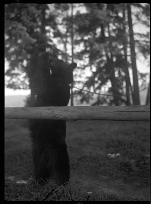 Photo of a bear standing up on its hind legs and holding something in its front paws above its head. There is a collar around its neck that is connected to a chain.