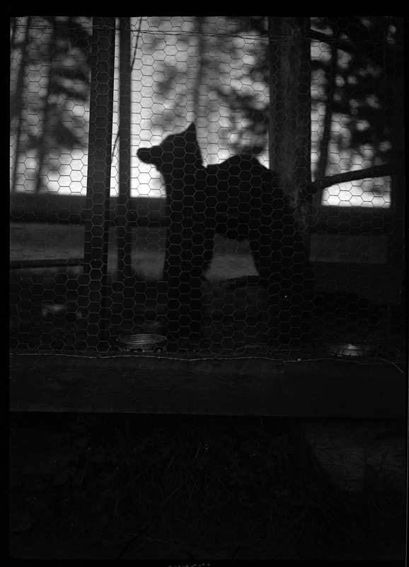 Photo of a bear inside of a cage. The photo is too dark to make out details.