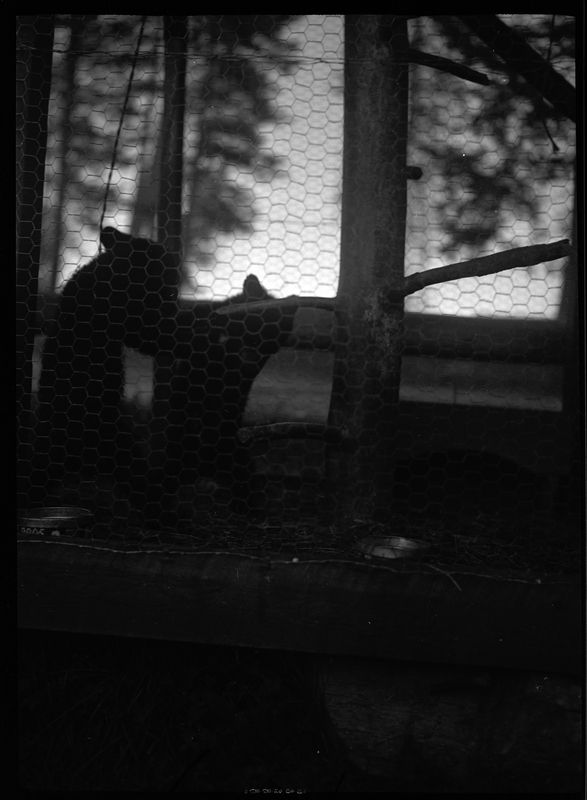 Photo of two bears inside a cage. The photograph is too dark to make out any details.