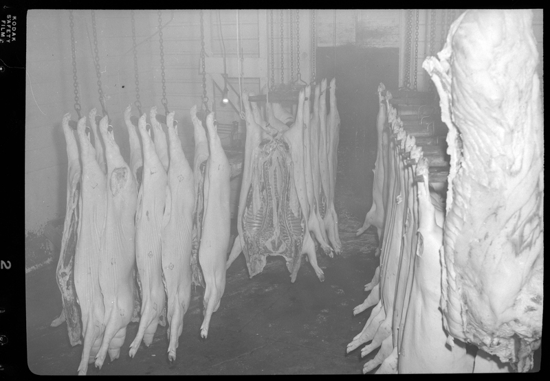 Photo of several pig carcasses hung up in a room inside the Wallace Meat Company building. They are split open and have been cleaned out, waiting to be processed. 