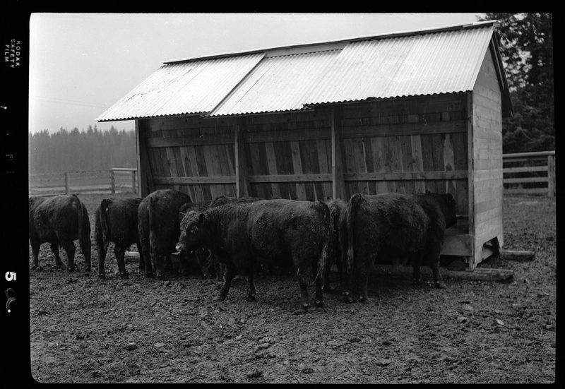 Photo of several cows at Revelli Ranch inside of an animal pen. Some are eating from the feeder.