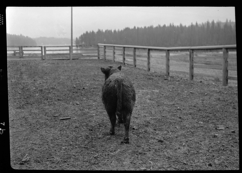 Photo of a calf (baby cow) in an animal pen at Revelli Ranch. It is facing away from the photographer and appears to be alone in the pen.