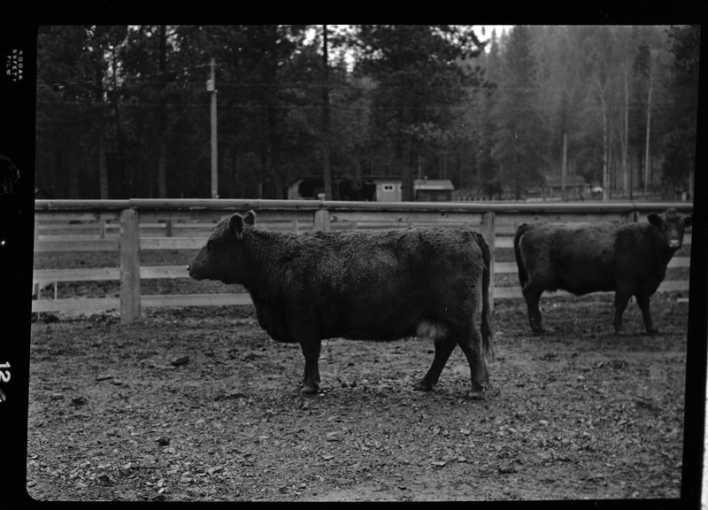 Photo of two cows at Revelli Ranch inside of an animal pen. Both are standing so that their sides are visible and one is looking at the photographer.