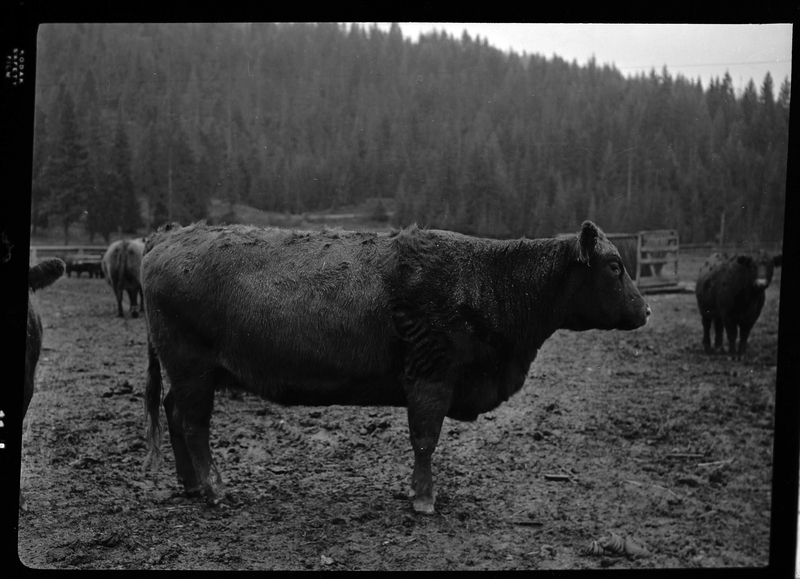 Photo of a cow from Revelli Ranch, with a few more cows visible in the background. The cow is standing sideways so that the photographer can see the entire side of the cow.