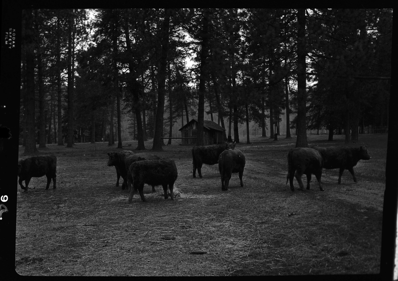 Photo of several cows from Revelli Ranch standing outside. They appear to be eating hay off of the ground. There is a building further back in the distance among the trees.