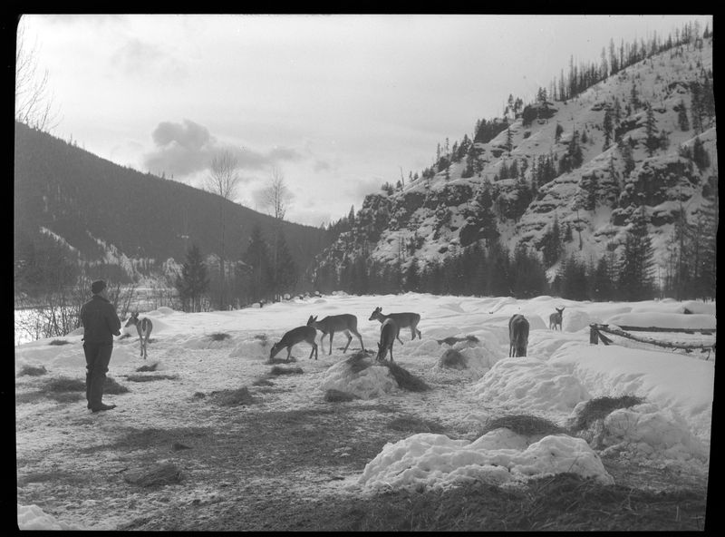 Photo of a man standing near a group of wild deer and elk who are feeding from small piles of hay in the snow.
