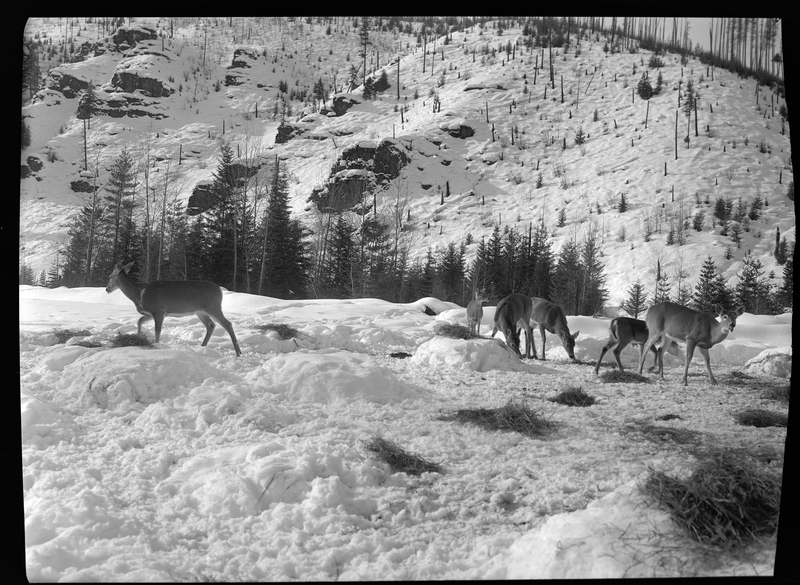 Photo of a group of wild deer and elk who are feeding from small piles of hay in the snow.