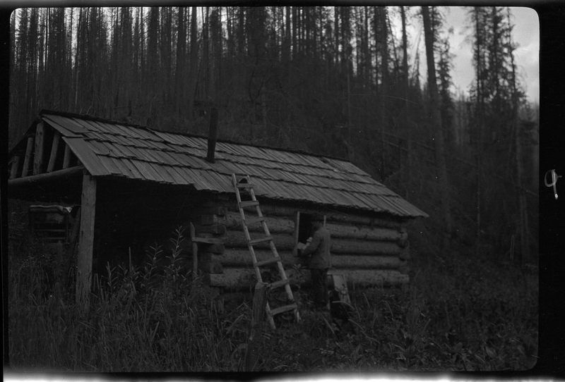 An unidentified man is working on a log cabin in a wooded area. There is a ladder leaning against the roof of the cabin.