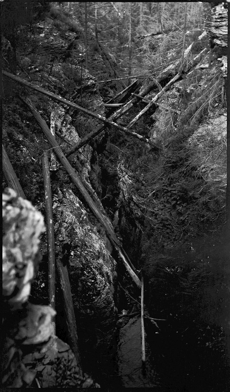 Fallen timber in a forested area after the 1910 Wallace fire.