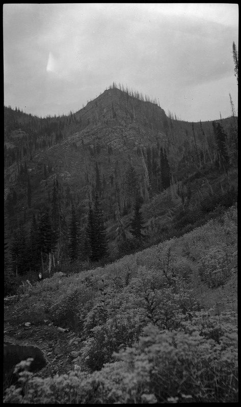 View of forested area after 1910 Wallace fire. There are some scorched trees in the distance.