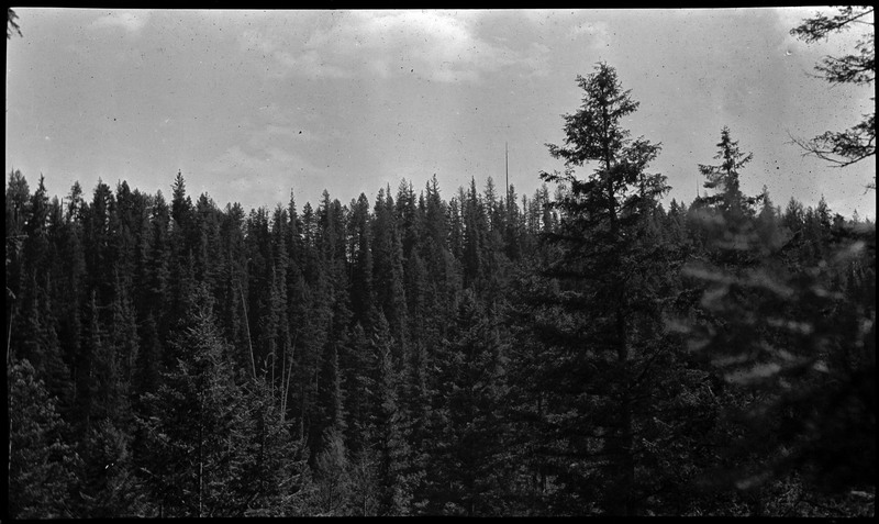View of standing trees, taken possibly around the 1910 Wallace fire. 