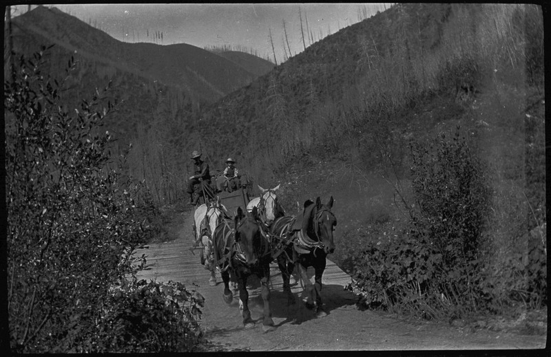 Two men sitting on a horse drawn wagon. They are going over a wooden surface and surrounded by vegetation.