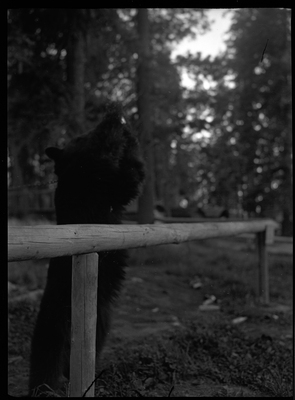 Photo of a bear standing up on its hind legs and holding something in its front paws above its head. There is a collar around its neck that is connected to a chain.