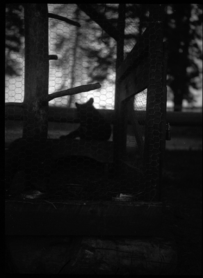 Photo of two bears inside a cage. The photograph is too dark to make out any details.