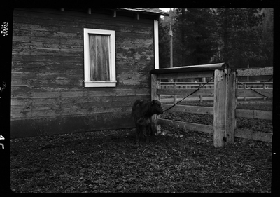 Photo of a calf (baby cow) in an animal pen at Revelli Ranch. It is standing by the gate to the pen and there is a building behind it.