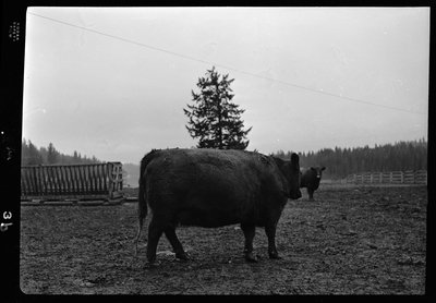 Photo of two cows at Revelli Ranch, one closer than the other. The closer one is walking away from the photographer inside of the animal pen, showing its side. The other cow is partially obscured by the closer one, but it is looking to the photographer.