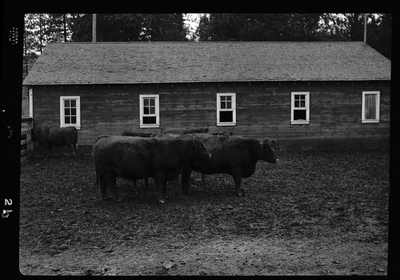 Photo of cows at Revelli Ranch, all contained within an animal pen with a building along one edge.