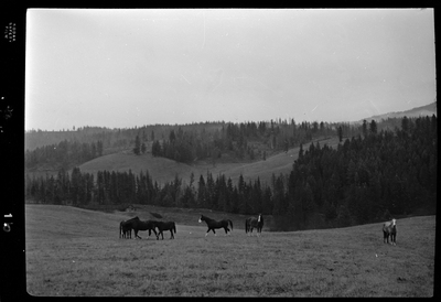 Photo of several horses running around in an open area at Revelli Ranch. There is no visible fencing that contains them, but there are trees visible in the background.