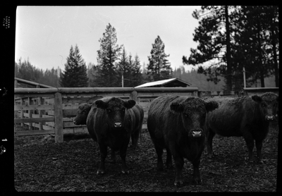 Photo of four cows at Revelli Ranch contained inside of an animal pen. Three of them are facing and looking at the photographer.
