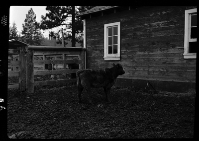 Photo of a calf (baby cow) in an animal pen at Revelli Ranch. It is standing by the gate to the pen and there is a building behind it.