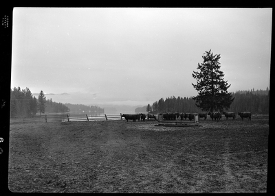 Photo of several cows at Revelli Ranch inside a large animal pen. They are standing a fair distance away from the photographer by the fence.
