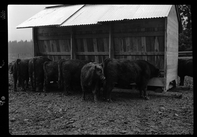Photo of several cows at Revelli Ranch inside of an animal pen. Some are eating from the feeder.