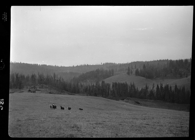 Photo of several horses running around in an open area at Revelli Ranch. There is no visible fencing that contains them, but there are trees visible in the background.