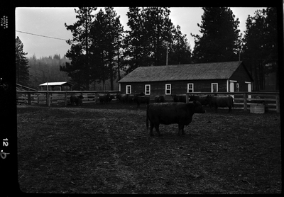 Photo of several cows at Revelli Ranch inside of an animal pen. The photo is dark and some details are hard to make out, but there is a building behind the cows.