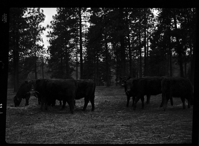 Photo of several cows at Revelli Ranch inside of an animal pen. The photo is dark and some details are hard to make out, but there are trees visible behind the cows.