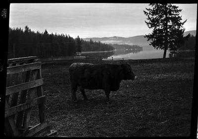 Photo of a cow from Revelli Ranch inside of an animal pen. It is standing so that the side of the cow is visible.