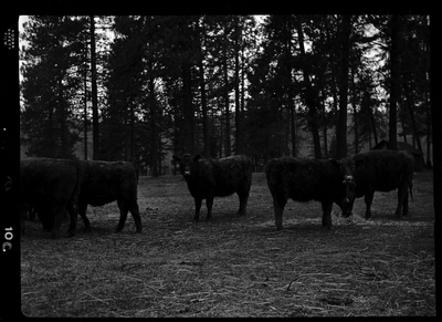 Photo of several cows from Revelli Ranch standing outside. They appear to be eating hay off of the ground, but a few cows are looking at the photographer.