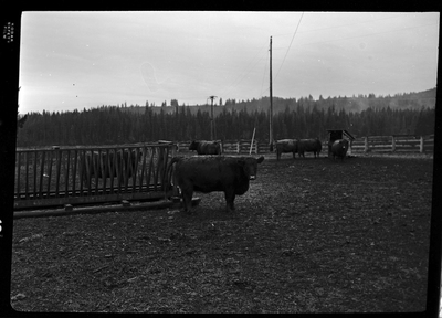 Photo of several cows at Revelli Ranch inside a large animal pen. One is standing closer to the photographer than the others, which are on the far side of the pen.