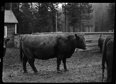 Photo of a cow from Revelli Ranch, with a few more cows visible in the background. The cow is standing sideways so that the photographer can see the entire side of the cow.