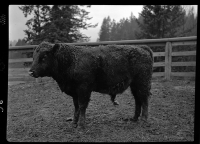 Photo of a calf (baby cow) in an animal pen at Revelli Ranch. It is standing so that it's side is visible to the photographer and appears to be along in the pen.