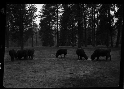 Photo of several cows from Revelli Ranch standing outside. They appear to be eating hay off of the ground. The area they are in is surrounded by trees.
