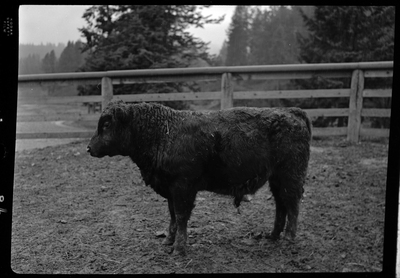 Photo of a calf (baby cow) in an animal pen at Revelli Ranch. It is standing so that it's side is visible to the photographer and appears to be along in the pen.