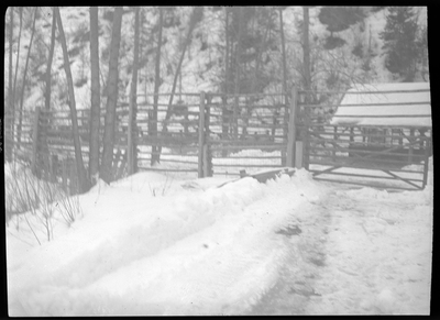 Photo of a fenced off area outside, with a gate, that holds animals. The elk described are somewhat visible, but mostly obscured by the fence and gate. There is snow on the ground.