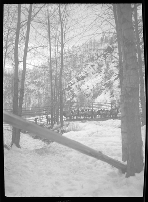 Photo of a herd of elk in a corral at Montgomery Gulch. They are huddled together near the fence across from the photographer. There are trees inside the pen and snow on the ground.